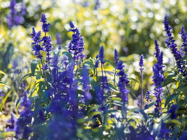 Flores silvestres azules en el lecho de flores, baja profundidad de enfoque . — Foto de Stock