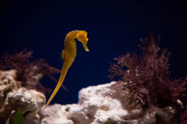 Желтый морской конёк на коралловом рифе — стоковое фото