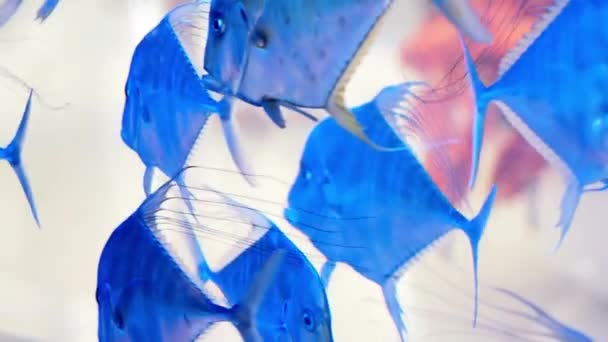 Underwater world. Beautiful aquarium with blue water and silver fish. — Stock Video