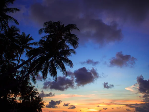 Solnedgång på stranden. Silhuetten av människor och en palmer mot himlen. — Stockfoto