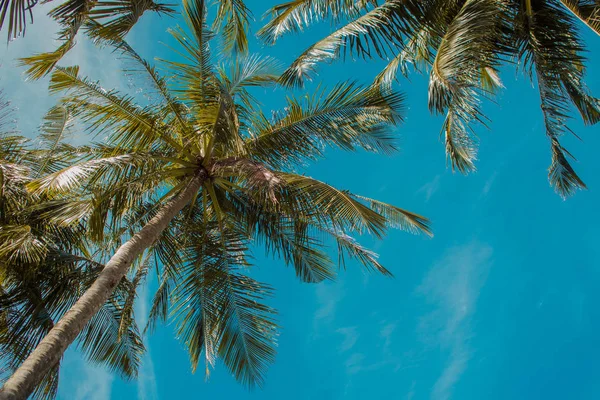 Hoge palmbomen tegen de hemel, kopie ruimte aan de rechterkant. Tropische landschap — Stockfoto