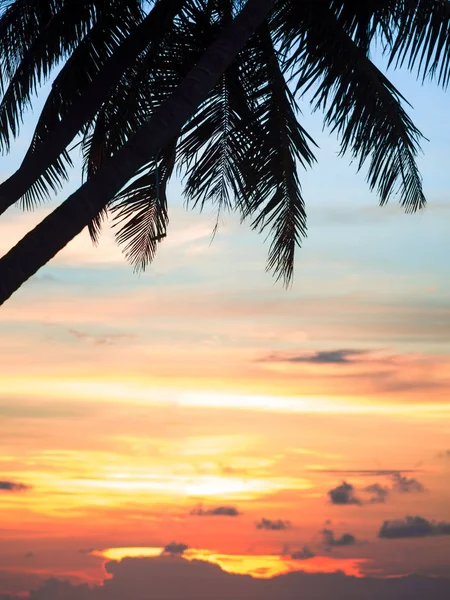 Pôr-do-sol incrível e uma silhueta folhas de palmeira . — Fotografia de Stock