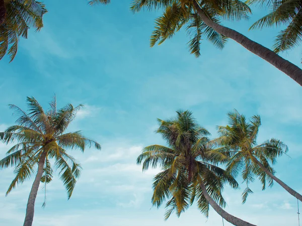 Marco de palmeras contra el cielo, espacio libre en el centro. Paisaje tropical — Foto de Stock