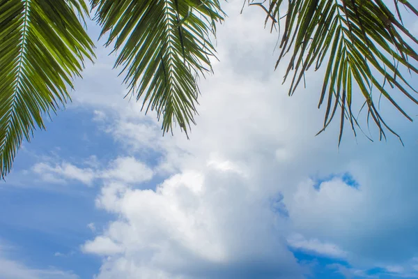 Palmeras altas contra el cielo, copia el espacio debajo. Paisaje tropical — Foto de Stock