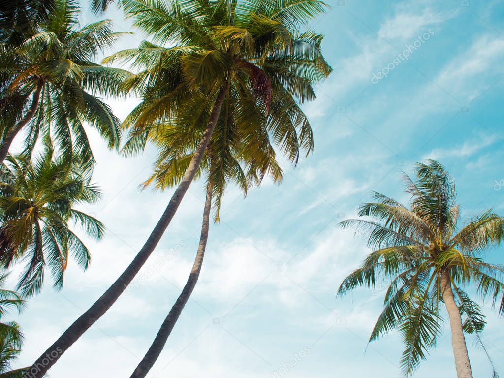 Tall palm trees against the sky, copy space on the right. Tropical landscape