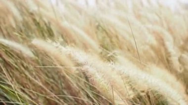 rüzgarda sallanan çim kuru. doğa kavramı