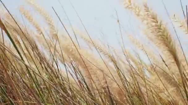 Hierba seca balanceándose en el viento. concepto de naturaleza — Vídeo de stock