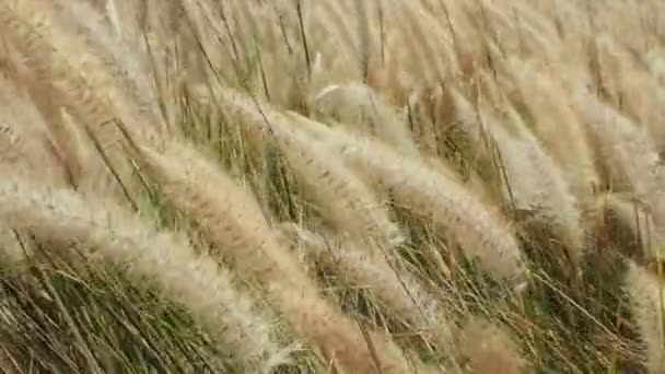 Сухая трава, качающаяся на ветру. природа концепция — стоковое видео