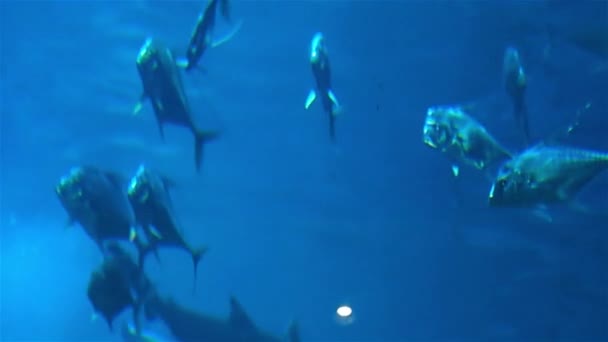 Marint liv. Stort akvarium med massor av fisk. Akvarium — Stockvideo