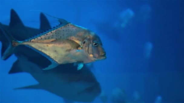 海洋生物 魚のたくさんの大きな水槽 ドバイモールの水族館 — ストック動画
