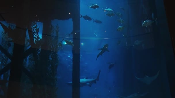 La vie marine. Grand aquarium avec beaucoup de poissons. Aquarium — Video