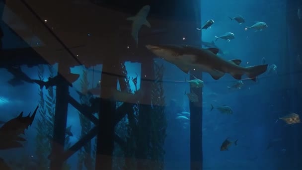 Los tiburones nadan en un acuario grande, depredadores y peces pequeños . — Vídeo de stock