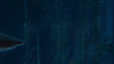 Köpekbalıkları büyük bir akvaryum, yırtıcı ve küçük balıklar yüzmek.