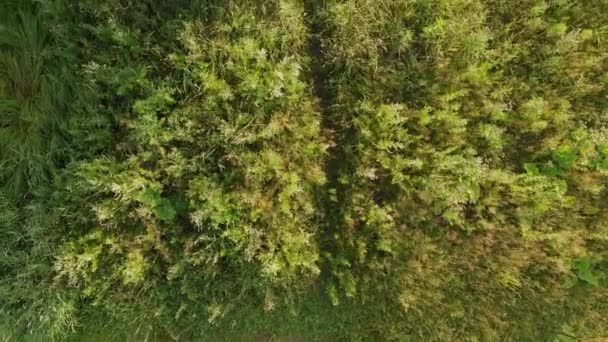 Meisje loopt naar de boom, Panorama van een hoge boom in het Park — Stockvideo