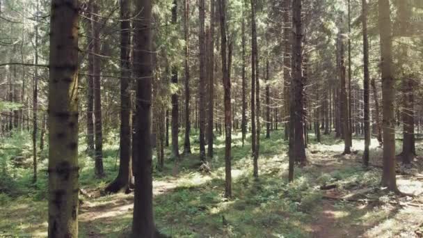 Pine forest, thicket. high tree trunks. Zoom out — Stock Video