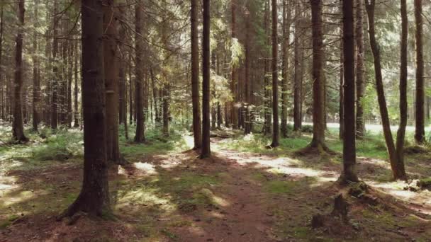 Tallskog, snår. höga trädstammar. Zooma ut — Stockvideo