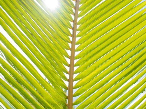 Güzel bir mavi gökyüzü arka plan üzerinde yeşil palmiye yaprağı. — Stok fotoğraf