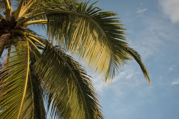 Hoge palmbomen tegen de hemel, kopie ruimte aan de rechterkant. Tropische landschap — Stockfoto