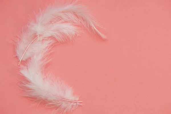 Lichte witte veren op een roze achtergrond. Schattig en delicate ontwerp — Stockfoto