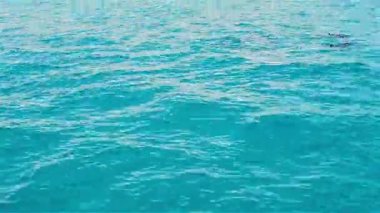 Yunuslar sarsın suda, tropik adalara faunası