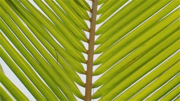 Hoja de palma verde en el fondo de un hermoso cielo azul. Precioso día de verano — Vídeo de stock