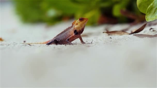 Lucertola poco colorata sulla sabbia, fauna selvatica dei tropici — Video Stock