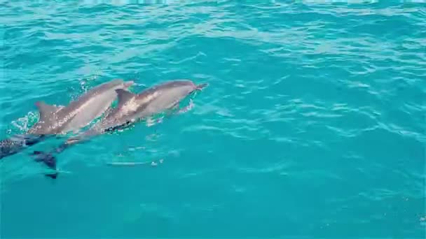 Delfines jugueteando en el agua, la Fauna de las Islas tropicales — Vídeo de stock