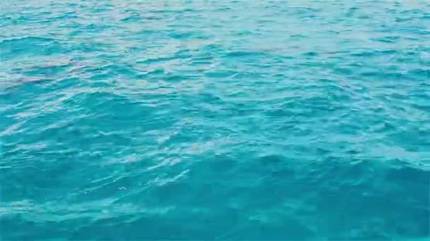 Les dauphins s'ébattent dans l'eau, la faune des îles tropicales 