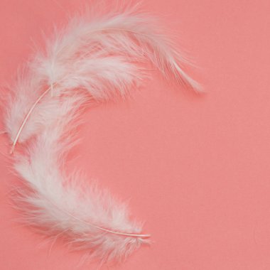 Pembe bir arka plan açık beyaz tüyler. Sevimli ve narin tasarımı