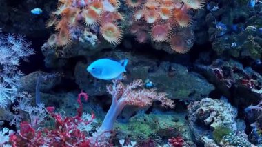 Oceanarium, nadir tür-in balık ile büyük akvaryum