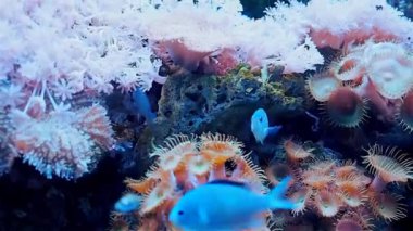 Oceanarium, nadir tür-in balık ile büyük akvaryum