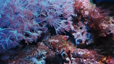 Oceanarium, nadir tür-in balık ile büyük akvaryum