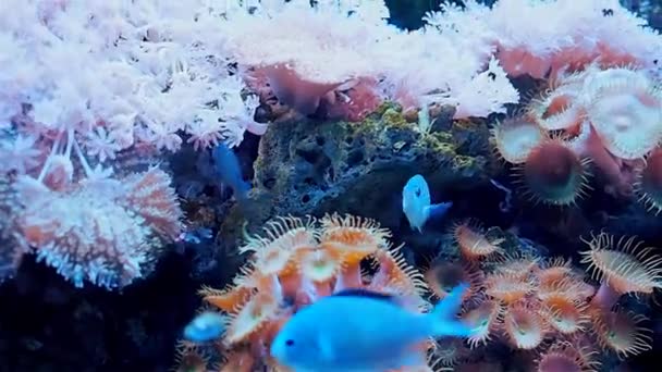 Oceanarium, large aquarium with rare species of fish — Stock Video