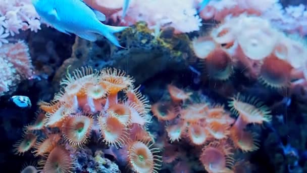 Océanarium, grand aquarium avec espèces rares de poissons — Video