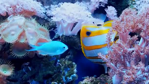 Océanarium, grand aquarium avec espèces rares de poissons — Video