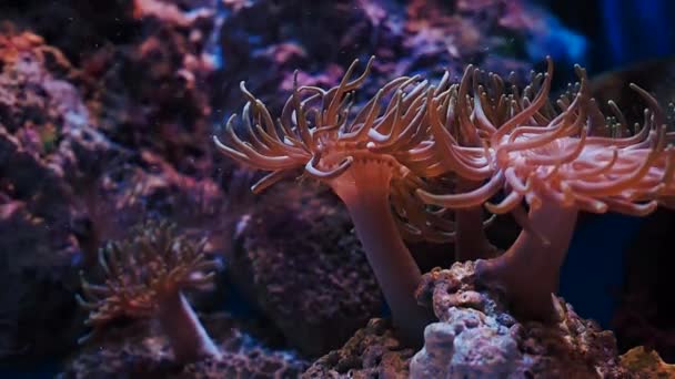 水族館、魚の珍しい種の大規模な水族館 — ストック動画