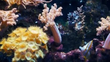 Oceanarium, nadir tür-in balık ile büyük akvaryum
