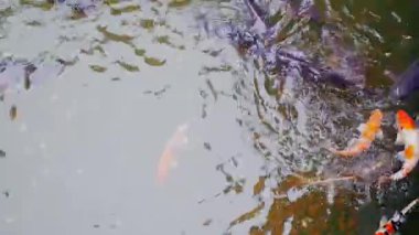 Havuzda sazan, gölde renkli balık bir sürü yüzer