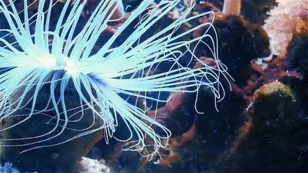 Océanarium, grand aquarium avec espèces rares de poissons — Video