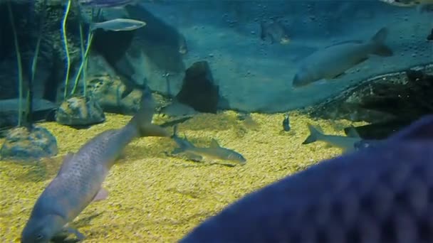 Flussökosystem, Flussfische in einem großen Aquarium, ozeanographisches Museum. — Stockvideo