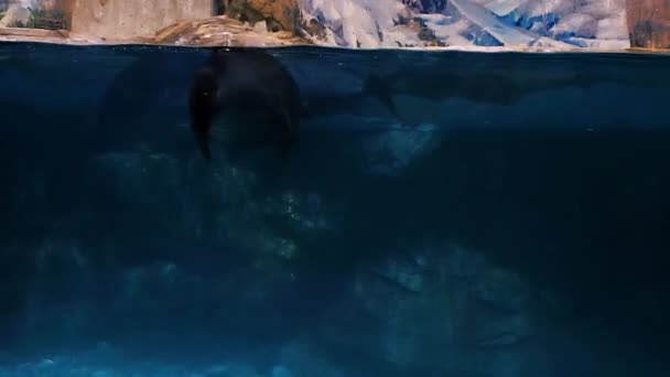 Navy-Robbe im Aquarium, süße Navy-Robbe schwimmt unter Wasser — Stockvideo