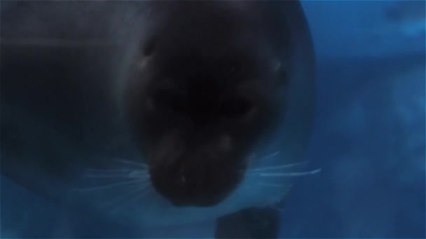 Sello marino en el acuario, lindo sello marino nada bajo el agua — Vídeos de Stock