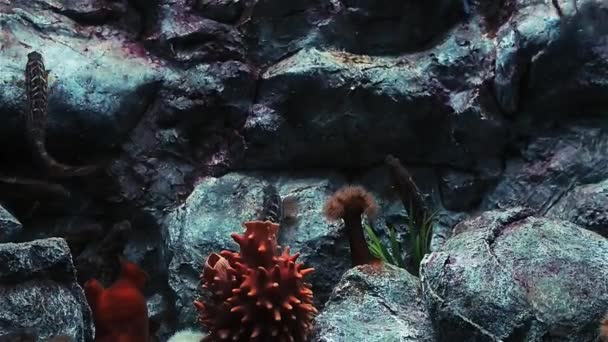 Oceanarium, large aquarium with rare species of fish — Stock Video