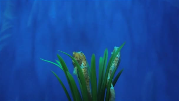 Sjöhäst gömmer sig i ogräs, havsdjur i akvariet — Stockvideo