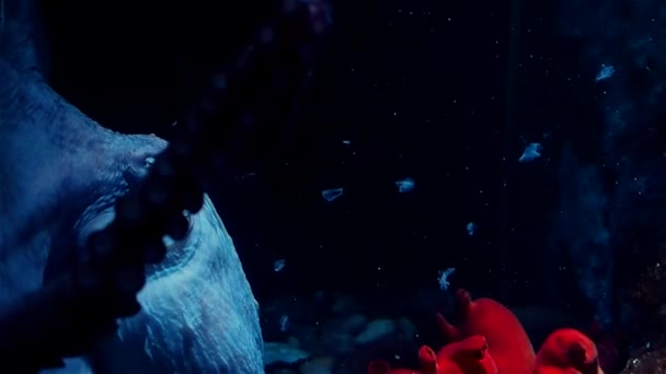 Pieuvre dans l'aquarium. Grande pieuvre rouge dans l'eau sombre. Faune — Video