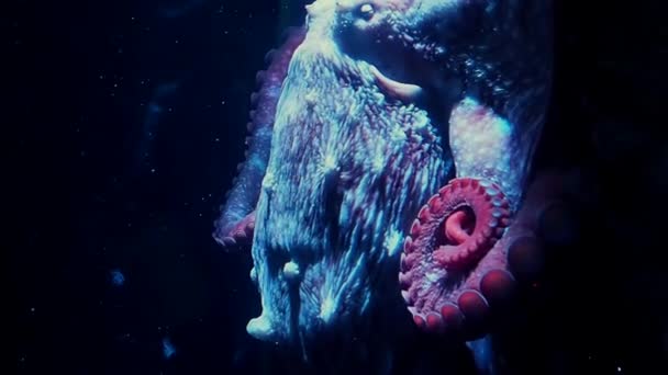 Octopus in the aquarium. Big red octopus in the dark water. Wildlife — Stock Video