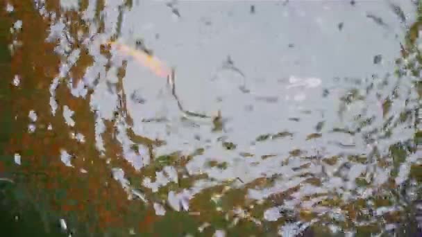 Карп в пруду, много разноцветной рыбы в озере плавает — стоковое видео
