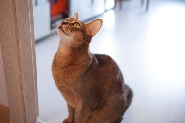 Sevimli kırmızı kedi Abyssinian dairede katta oturan.