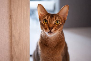 Sevimli kızıl Abyssinian dairede katta oturan.