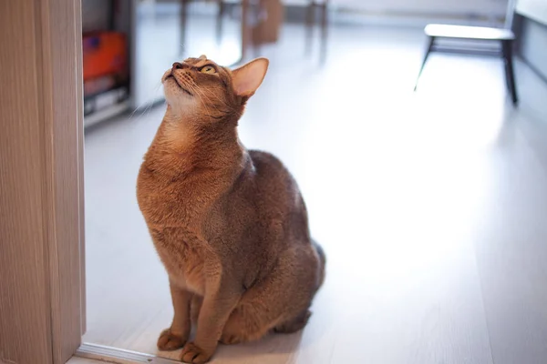 Carino gatto rosso abissino seduto sul pavimento in appartamento . — Foto Stock
